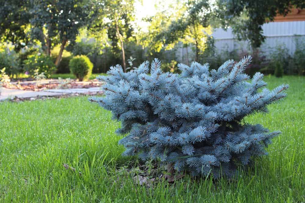Tree Removal Services image